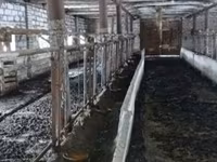 गाय, बुकोविनियन औद्योगिक प्रकार की लाल-धारीदार यूक्रेनी गाय — फ़ोटो 2