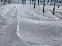 Агроволокно белое укрывное, Agrofibre (Agril) albe de protecția plantelor — Foto 3
