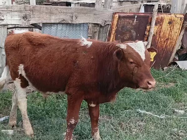 Cow, Latvian Blue cattle