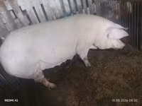 Säue, Schweine — Foto 1