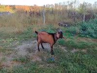 Billy Goat, Goats — photo 3
