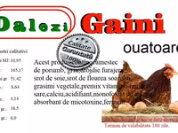 Quails — foto 5
