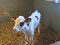 Vache, Simmental cattle — photo 1
