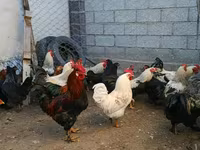 Brahma — Foto 4