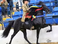 Caballo, Rocky Mountain Horse — foto 2