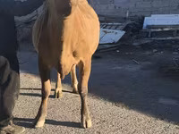 بقرة, Simmental cattle — الصورة 8