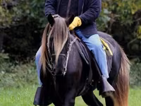 Stute, Rocky Mountain Horse — Foto 2