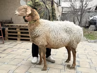 Oveja, Awassi sheep — foto 3