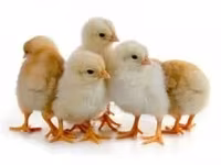 Chickens — foto 3