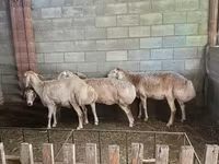 نعجة, Afghan Arabi sheep — الصورة 1