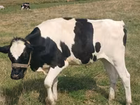 Cow, Holstein breed — photo 2