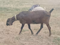Capră, Nubian Goat — foto 3