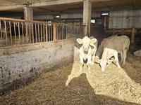 Cow, Charolais cattle — photo 4