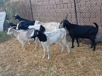 Țap, Saanen goat — foto 2