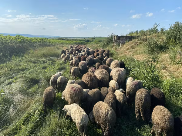 Oaie, Oi — Republica Moldova