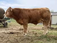 Taureau, Vache limousine — photo 1