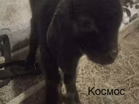 Țap, Kamori goats — foto 6