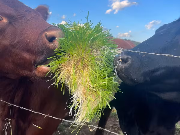 Furaj verde proaspăt pentru animale, în fiecare zi a anului