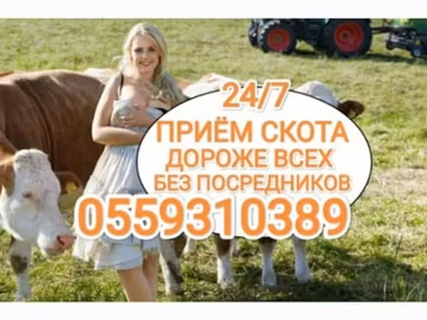Bou, Bovine