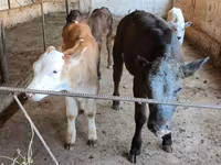Vacă, Belgian Blue — foto 1