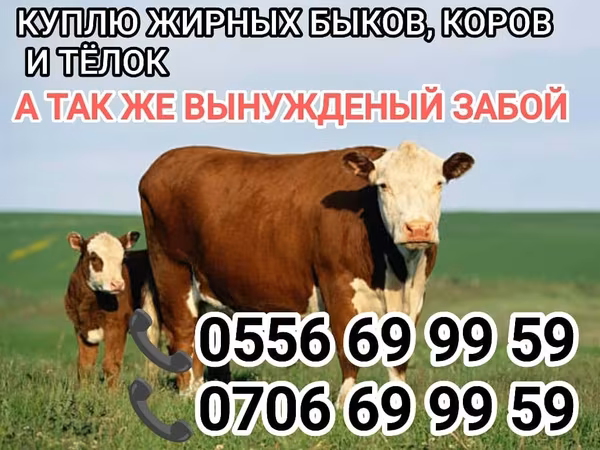 Bou, Bovine