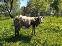 Capră, Kejobong goat — foto 1