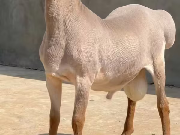 Widder, Rhon sheep