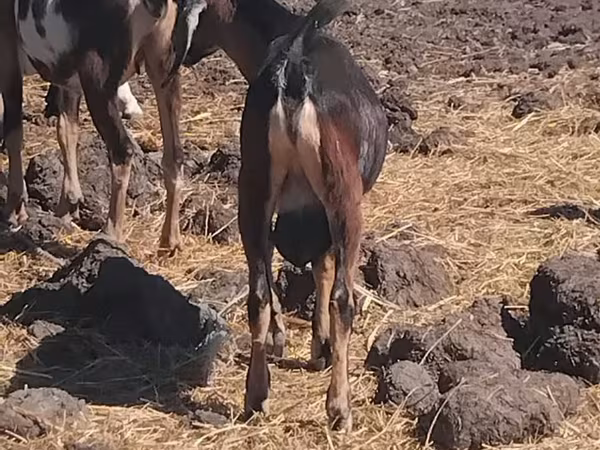 Cabro, Cabras