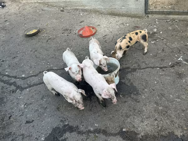 母猪, Pigs — 摩尔多瓦
