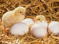 Premixuri pentru păsări şi animale / Премиксы для птиц и животных — 1-rasm