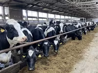 Kuh, Holstein-Rasse — Foto 4
