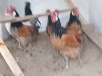Chickens — foto 1
