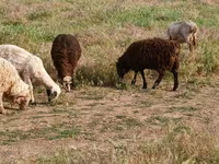Sheep, Sheep — photo 2