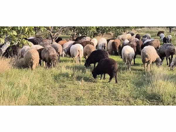 Oaie, Oi — Republica Moldova