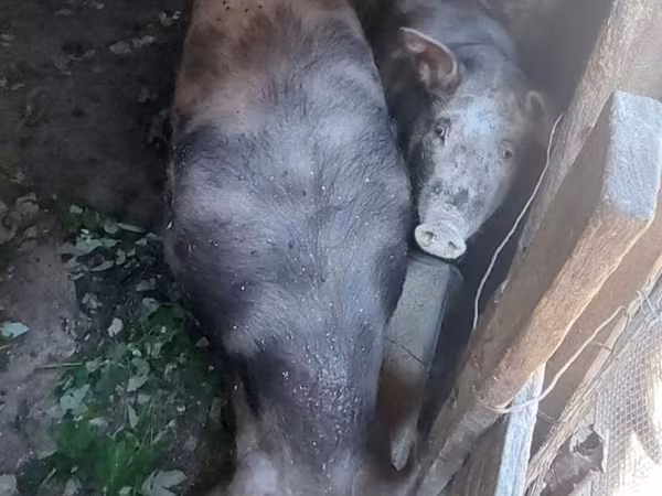 Vier, Porci — Republica Moldova