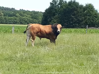 Toro, Partenaise cattle — foto 5