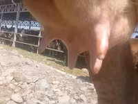 Vache, Race Alatauskaya — photo 6