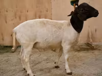 Widder, Dorper sheep — Foto 1