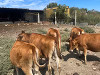 Cow, Jersey breed — photo 1