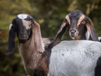 Cabra, Nubian Goat — foto 5