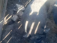 خنزير ذكر, الخنازير — الصورة 1