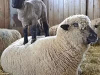 Qoç, Hampshire sheep — foto 5