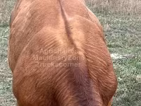 Taureau, Vache limousine — photo 4