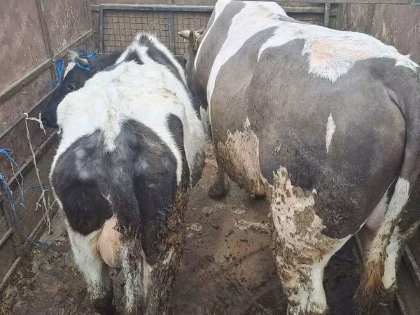 Bou, Bovine — Republica Moldova