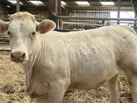Vacă, Charolais cattle — foto 1