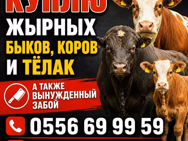 Bou, Bovine