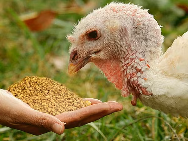 Turkeys