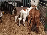 母牛, Limousin cow — 照片 4