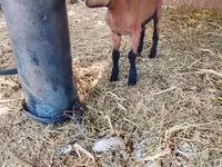 عنزة, Alpine goat — الصورة 4