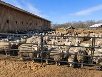 Oveja, Kuibyshev sheep — foto 7